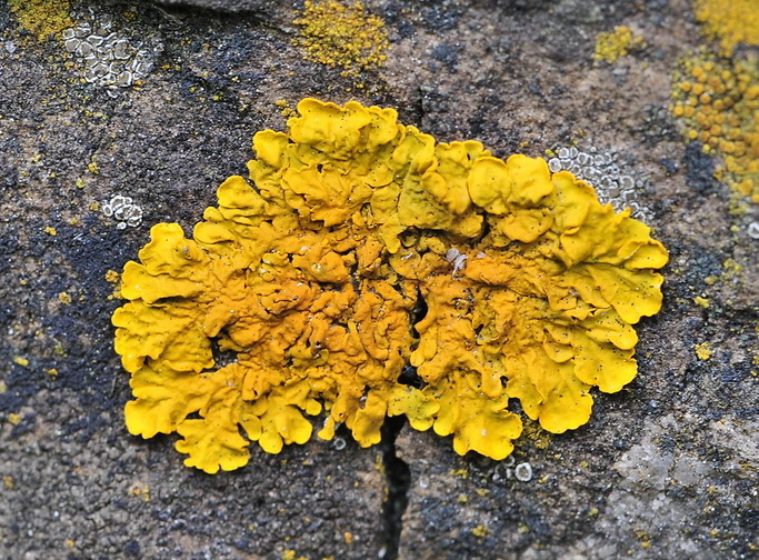 Licheni del parco sotto casa